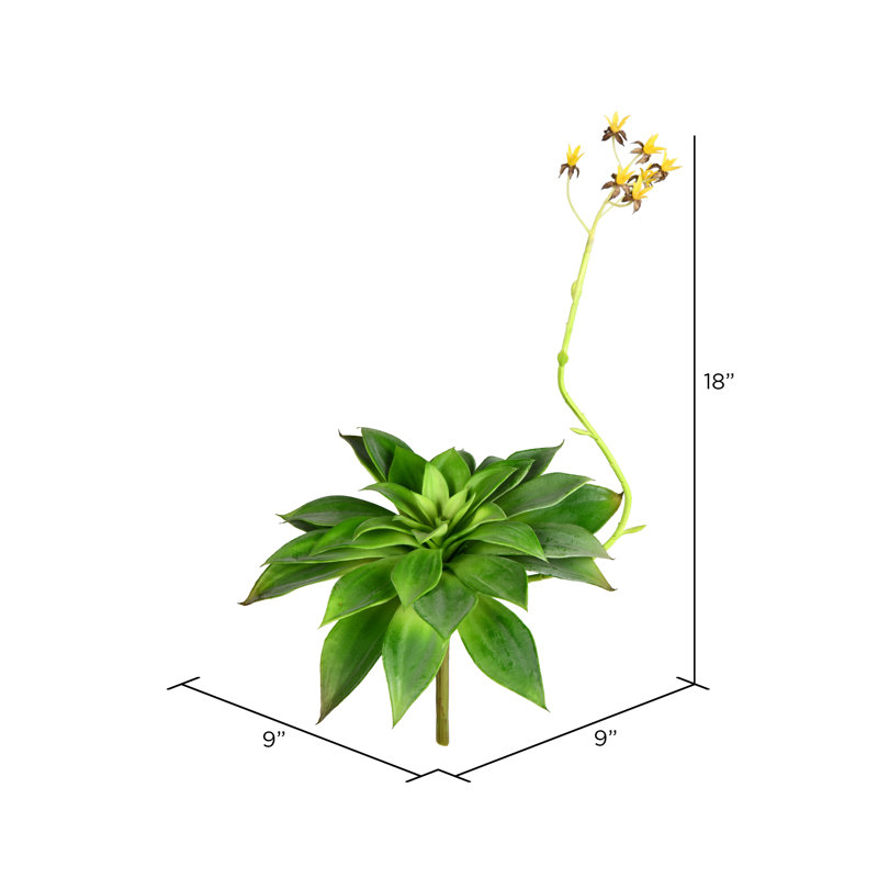 Plante grasse