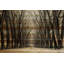 «Tree Path II» par Parvez Taj - Photographie sur toile tendue-228767027