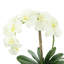 Orchid in a White Vase