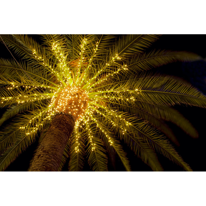 Crown Of Palm - Wrapped Canvas Print, 30cm H x 46cm W x 3.8cm D