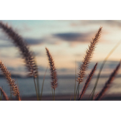 Close Up of Wild Plants by Instants