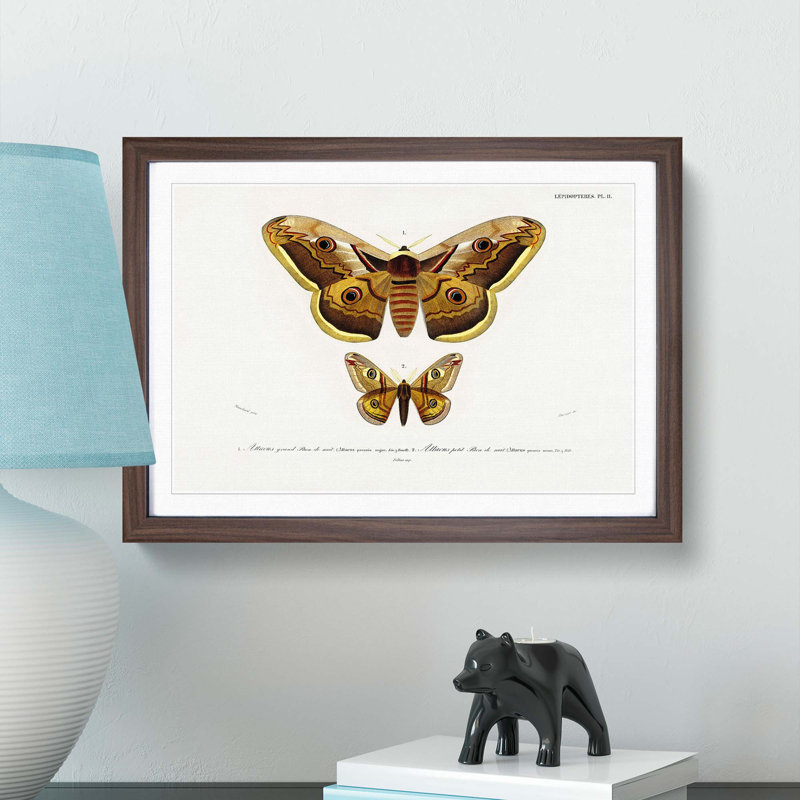 Emperor Moths Illustrations by Charles D' Orbigny - Picture Frame Painting Print, Walnut Framed, 27cm H x 36cm W x 2cm D
