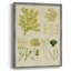 Reproduction encadrée Vintage Sea Grass IV - bois massif-659620869