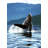 Humpback Whale
