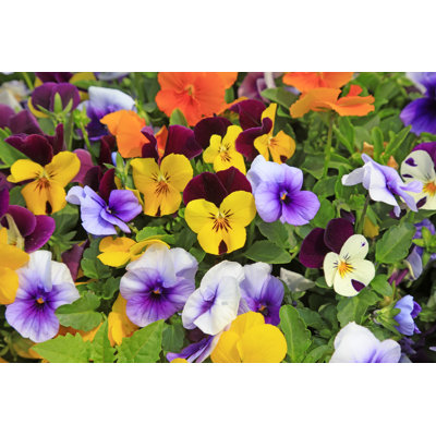 Viola Cornuta Flowers by Lnzyx - Wrapped Canvas Print