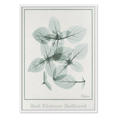 Jeanette "Basil Ocimum Basilicum" Painting