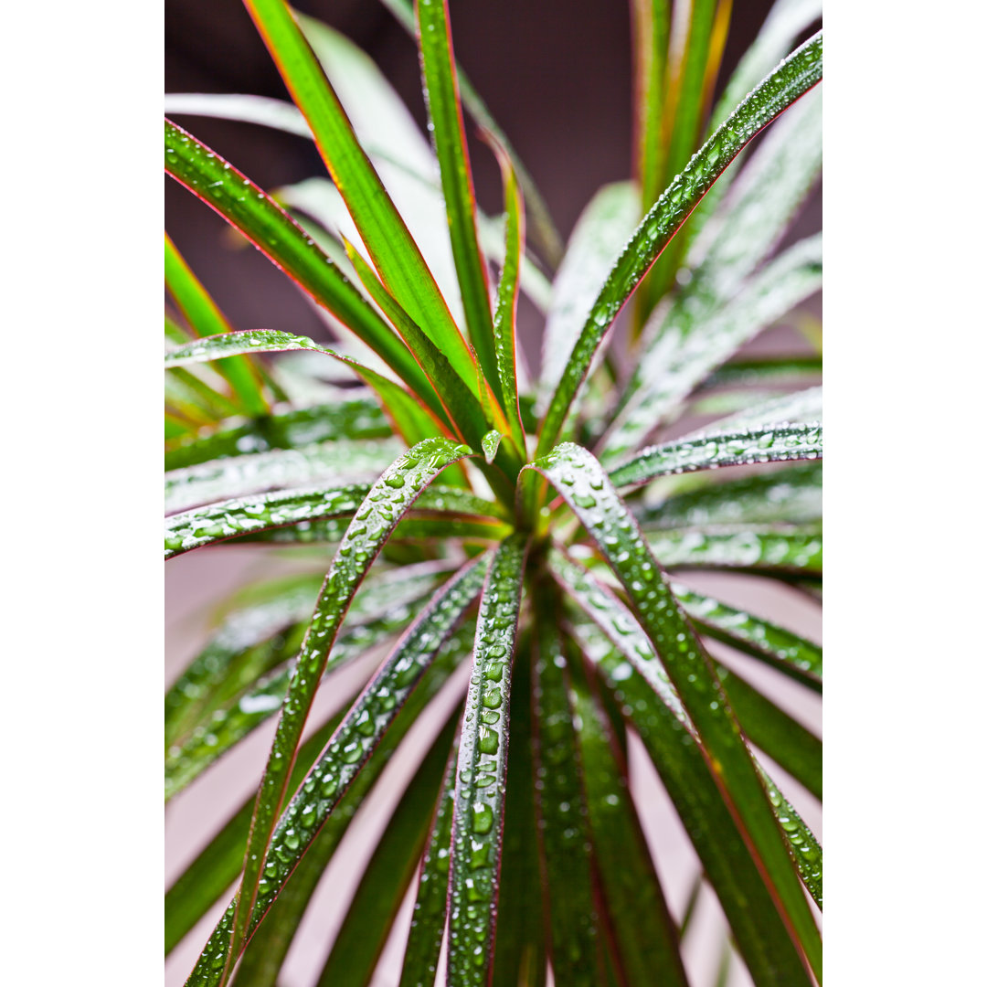 Marginata mit Wassertropfen von Marylooo - Kunstdrucke auf Leinwand