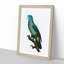 Saint Lucia Smazon Parrot by F. Levaillant - Picture Frame Painting Print-55613216-55613215