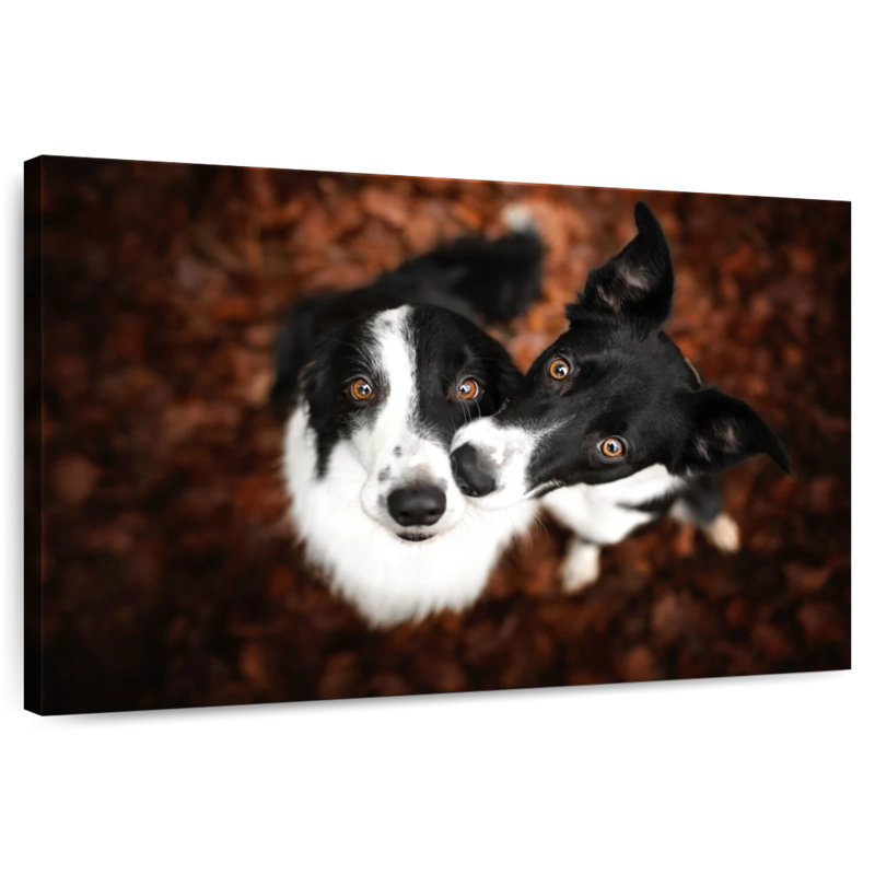 Brampt Adorable Border Collies, 8'' H x 12'' W