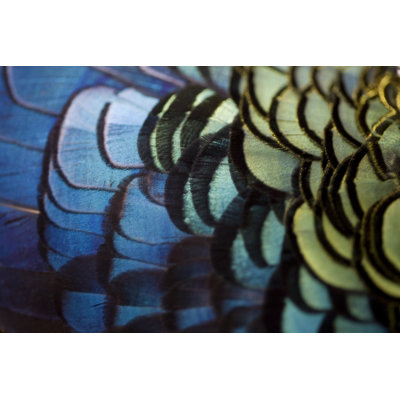 Feathers - Wrapped Canvas Print