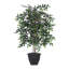 Mini buisson de 4 pi tous les jours-1001797122