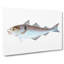 Haddock Fish by Edward Donovan - Wrapped Canvas Painting-55360718