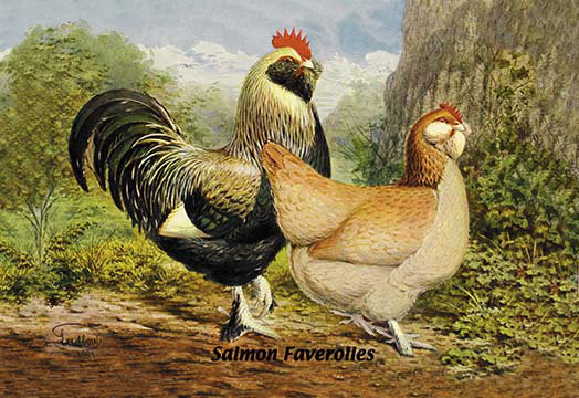 « saumon faverolles », reproduction d’art, H 36 po x l 24 po