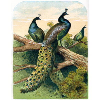 Peacock Illustration Colour - Wrapped Canvas Print