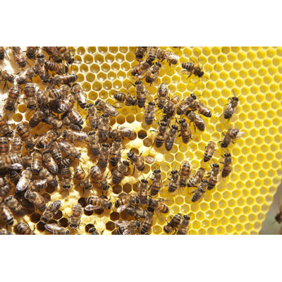 Group Of Bees On A Honeycomb - Wrapped Canvas Print