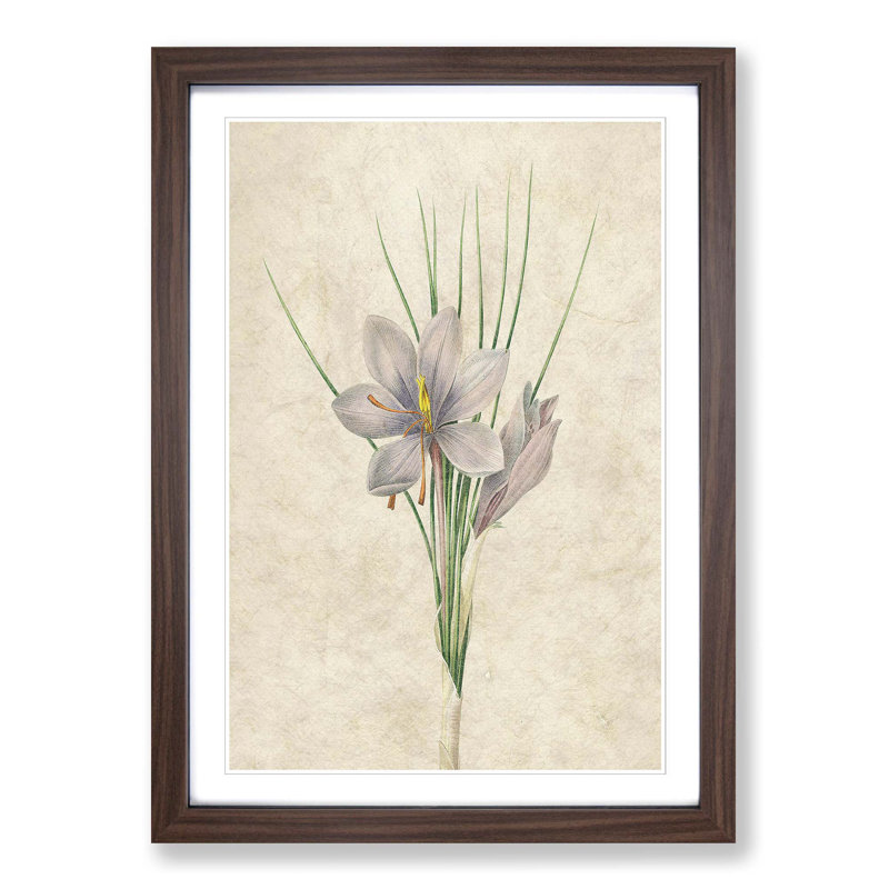 Autumn Crocus Flowers by Pierre-Joseph Redoute - Single Picture Frame Painting, 33cm H x 24cm W x 2cm D