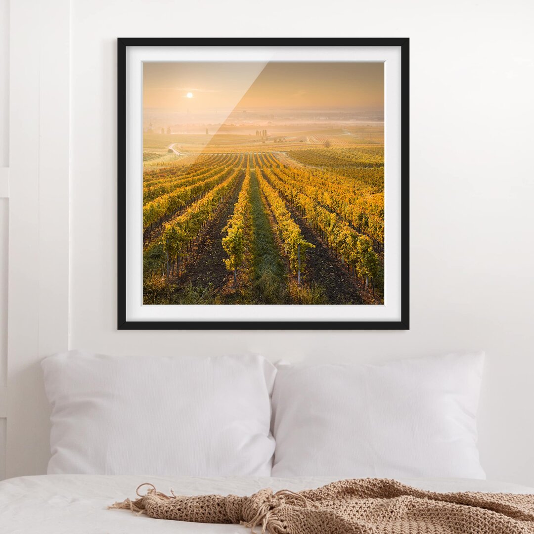 Gerahmtes Poster Autumn Vineyards near Vienna