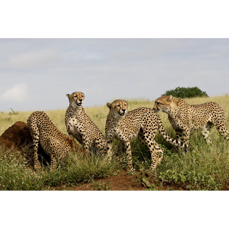 Cheetah Family - Wrapped Canvas Print, 51cm H x 76cm W x 3.8cm D