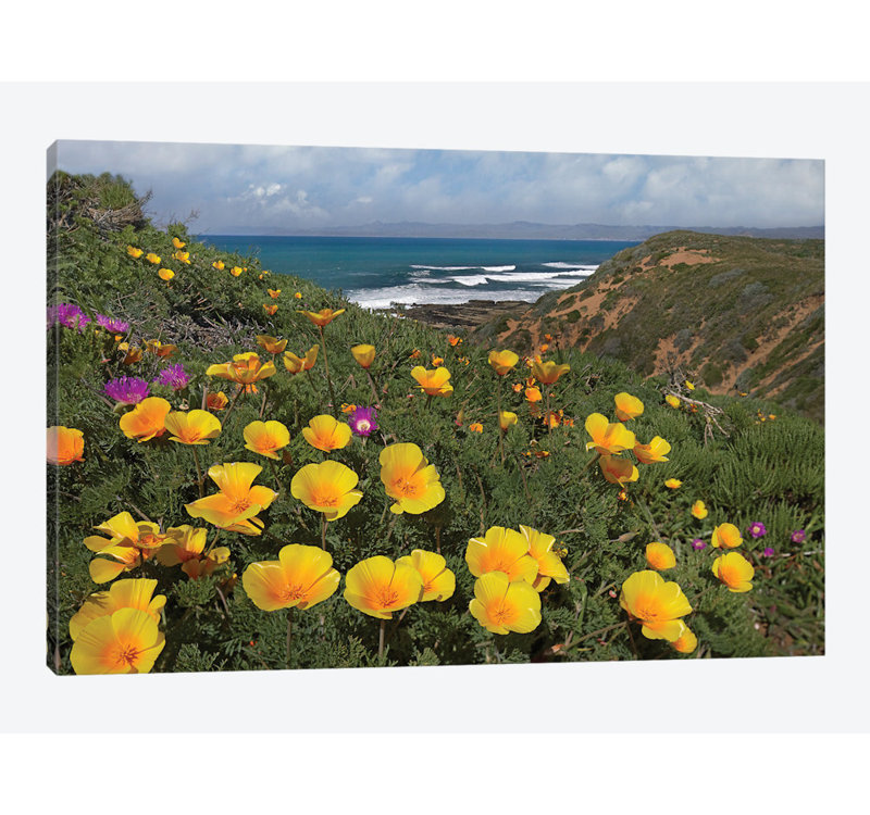 «California Poppy Field» par Tim Fitzharris - reproduction d'art sur toile tendue, H 8 po x l 12 po x P 0,75 po