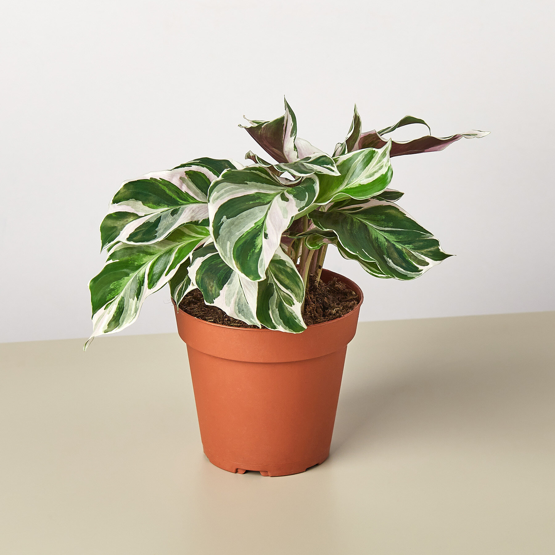 House Plant Shop Live Foliage Plant & Reviews | Wayfair