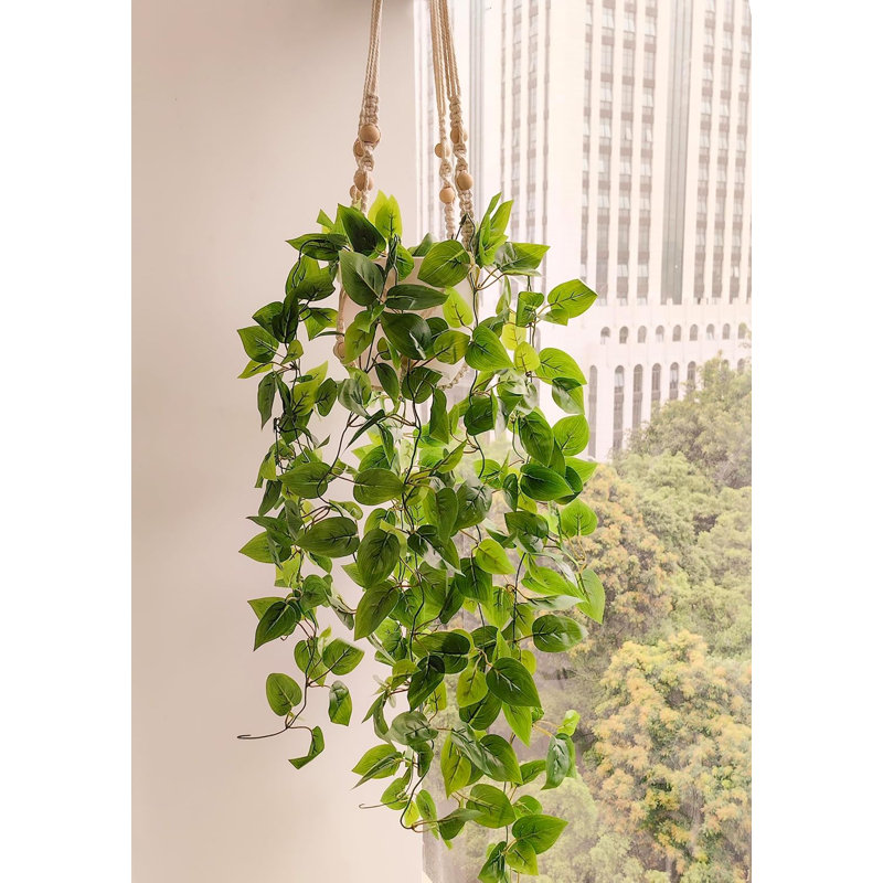 Plantes suspendues suspendues avec lumières