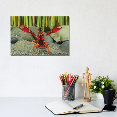 Louisiana Crayfish In Defensive Posture, Shiga, Japan by Shigeki Iimura - Wrapped Canvas Print