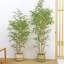 Faux Bonsai Plant in Freestanding-2141040006