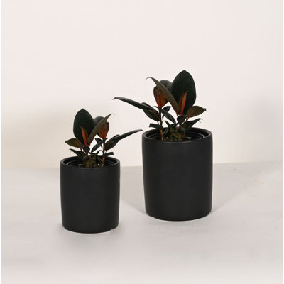 Upshining Live Foliage Plant in Ceramic Pot