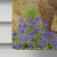 Polyester à 2 côtés 40 x 28 po drapeau maison Bear