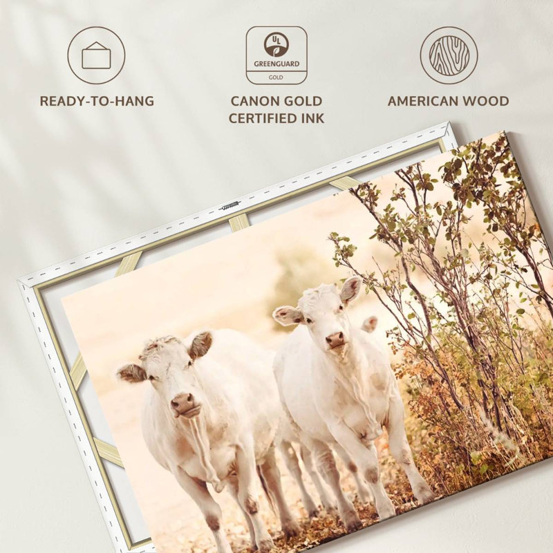 Brampt Charolais Cows, 16" H x 24" W