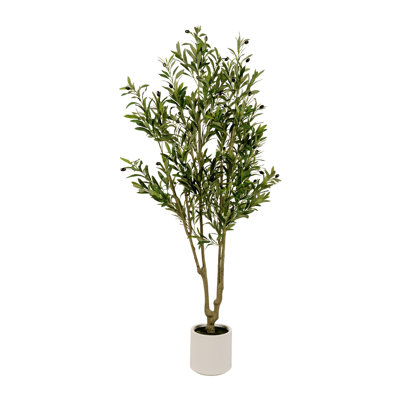 6-foot Olive Tree in White Plastic Planter