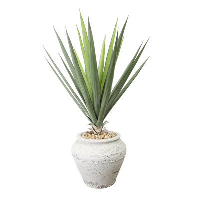 Yucca Plant in Stone Pot with Rocks