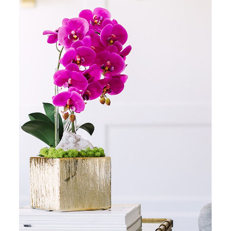 Orchidée en pot, Fuchsia