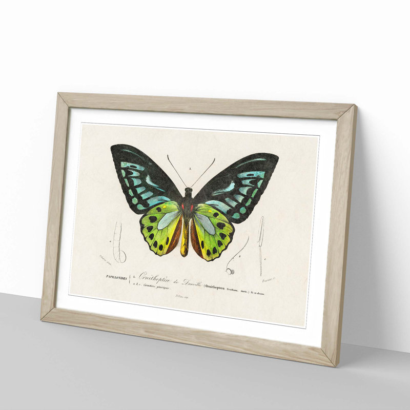 Green Birdwing Butterfly by Charles d Orbigny - Framed Print, 27cm H x 36cm W x 2cm D, Oak Framed