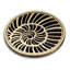 Shell Coasters
