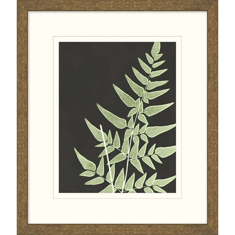 Graphic Lewis Ferns 2 Print