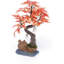 Accessoire d'aquarium