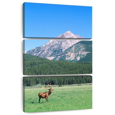 Brampt Coyote Valley Elk