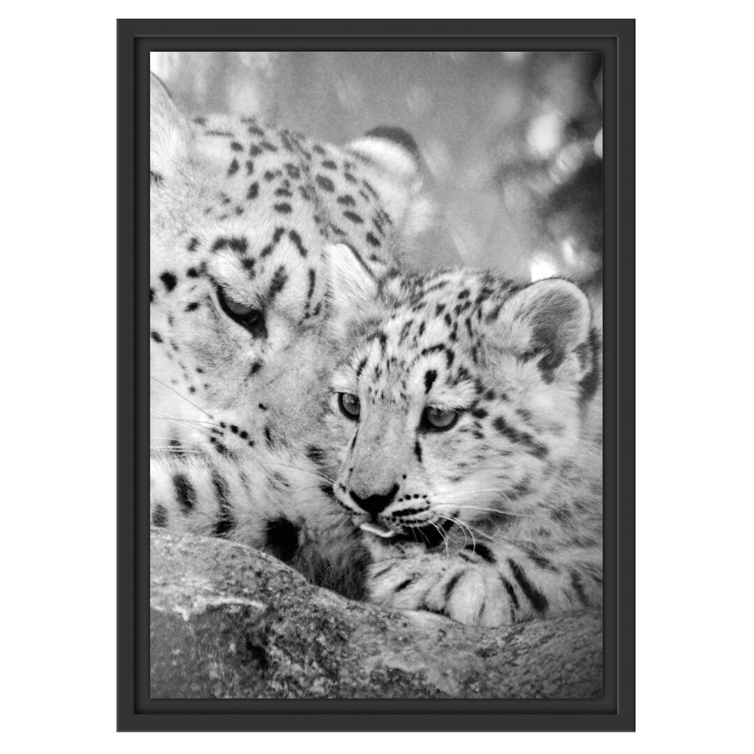 Gerahmtes Wandbild Leopard mit Jungtier