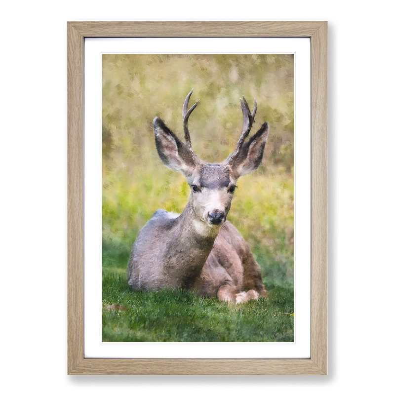 A Resting Deer - Picture Frame Painting, Oak Framed, 65cm H x 48cm W x 2cm D
