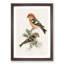 Crossbill Birds by Von Wright - Picture Frame Painting Print-55682754-55682757