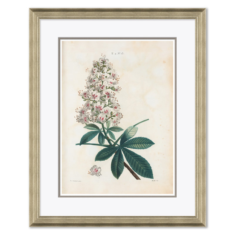 «Aesculus Hippocastorum & Bristly Locust» par Paul Cezanne - cadre photo, impression sur papier