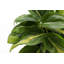 Live Brazil Philodendron Plant