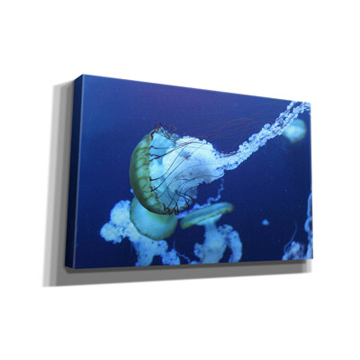" Jelly " by PhotoINC Studio