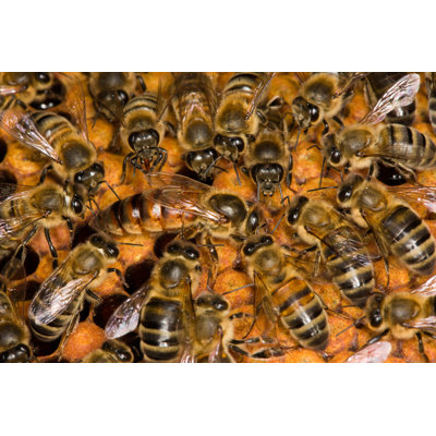 Bees on Honeycomb by Proxyminder