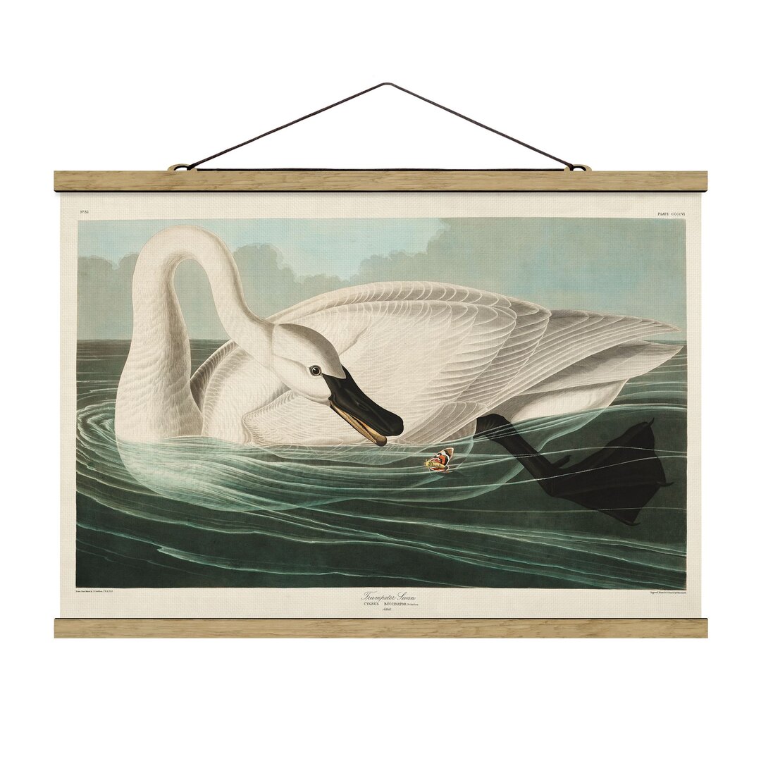 Gerahmter Kunstdruck Vintage Educational Board Trumpeter Swan