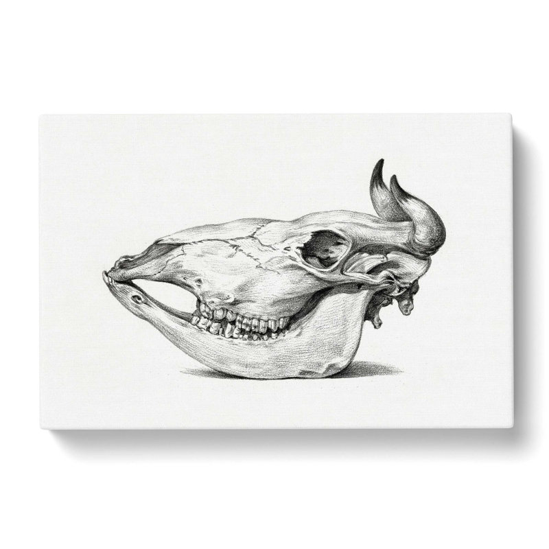 Skull Of A Cow by Jean Bernard - Wrapped Canvas Print, 50cm H x 76cm W x 3cm D