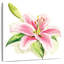 Harnek lis rose simple-109358662