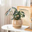 Ceramic Pot Planter-534234028-534234031