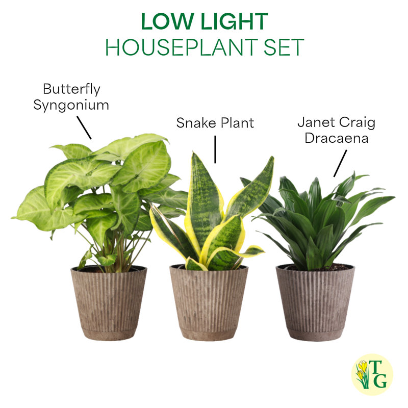 Live Low Light Houseplant Set, Coffee